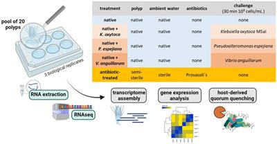 First insights into the Aurelia aurita transcriptome response upon manipulation of its microbiome